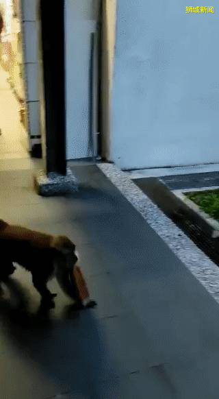 我要报警!新加坡的野猴冲进超市抢面包,惊呆路人