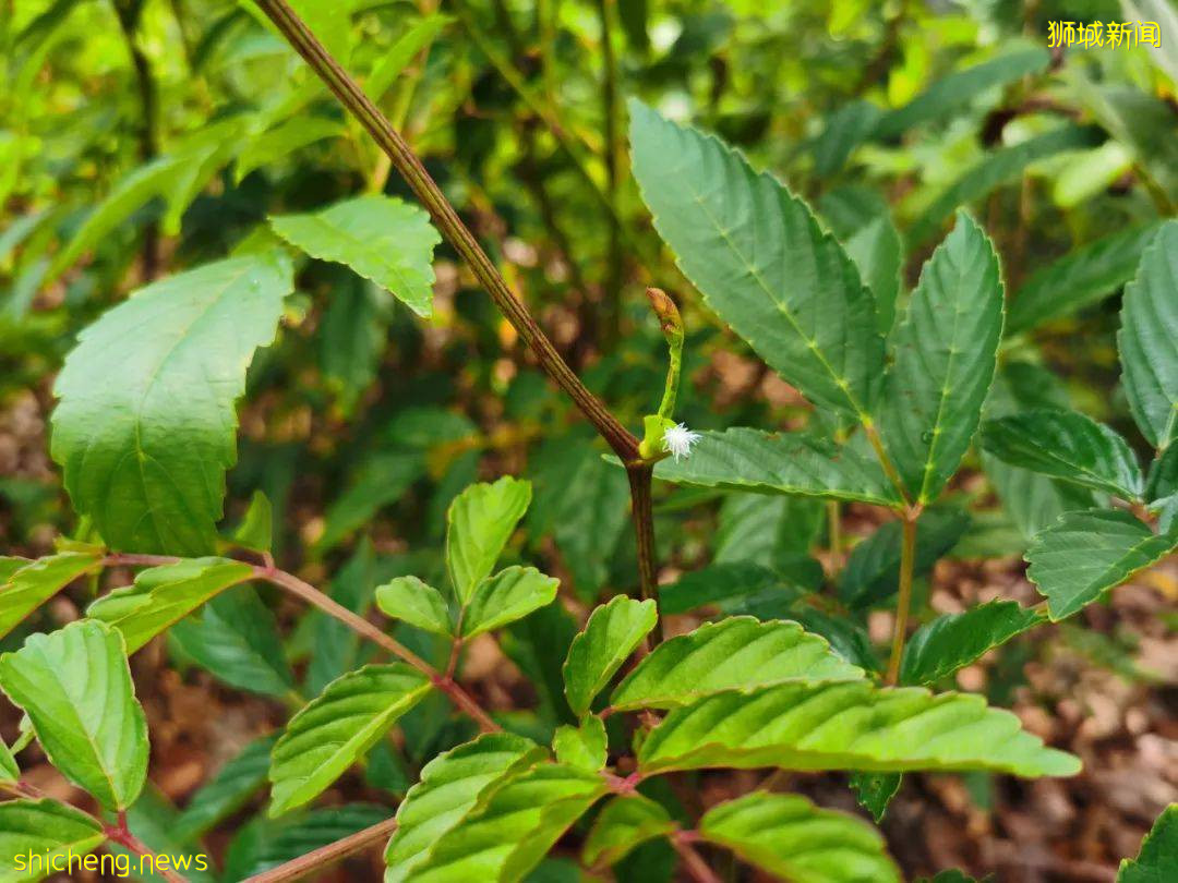 叢林遊樂場、自然博物館、山路徒步……新加坡這個公園翻新後更好玩啦