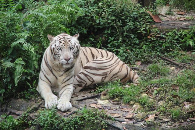 世界十大动物园之一：新加坡动物园，确实不一样