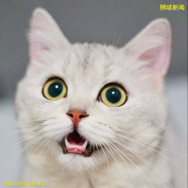 奧地利公主實力帶貨的美食 可頌🥐你知道多少