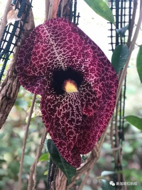 北半球9月刚入秋,新加坡却迎来“第二春”