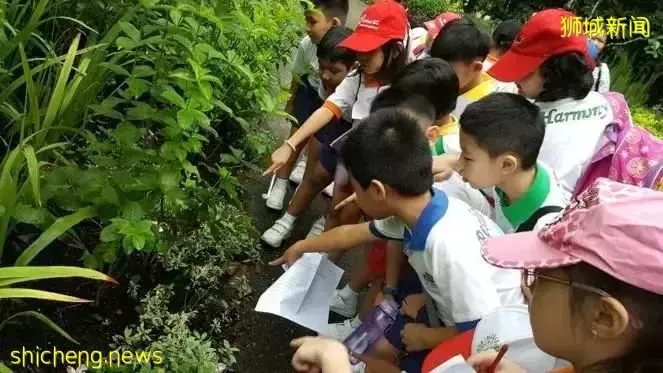 明星富人的移民“新宠”,一场旅行告诉你新加坡魅力何在