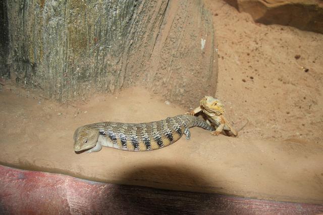 世界十大动物园之一：新加坡动物园，确实不一样