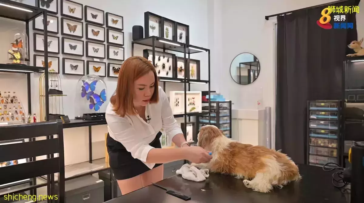 女標本剝制師 結合科學與藝術保留動物原貌