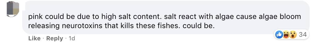 罕見!新加坡聖淘沙這條河變成了粉色,驚現大批死魚!39年創記錄暴雨太作了