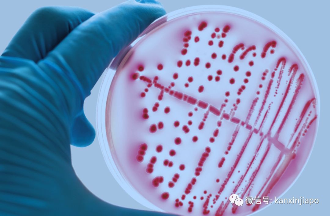 新加坡最新确诊的新型肺炎病例，怎么没去医院？