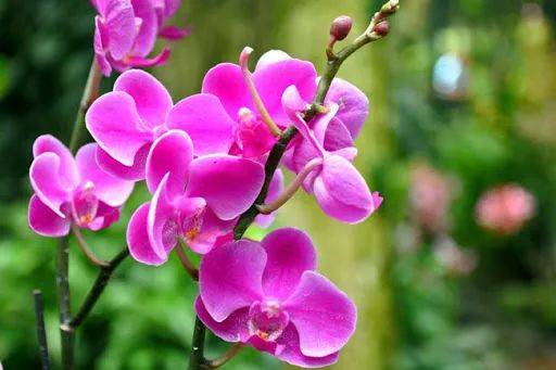 饭都不做的新加坡人靠什么“续命”?揭开真相后,羡慕了