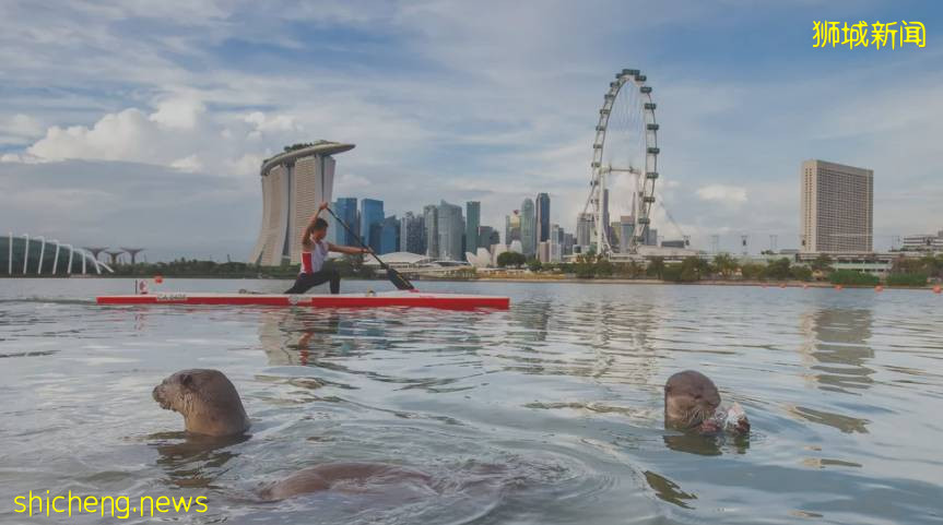 好暖心！新加坡“水獭寻亲记”走红，“这是帮黑势力内定接班人”