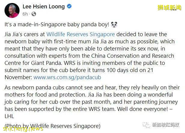“新加坡制造”的熊貓幼崽官宣性別！　總理高興得像抱孫的爺爺