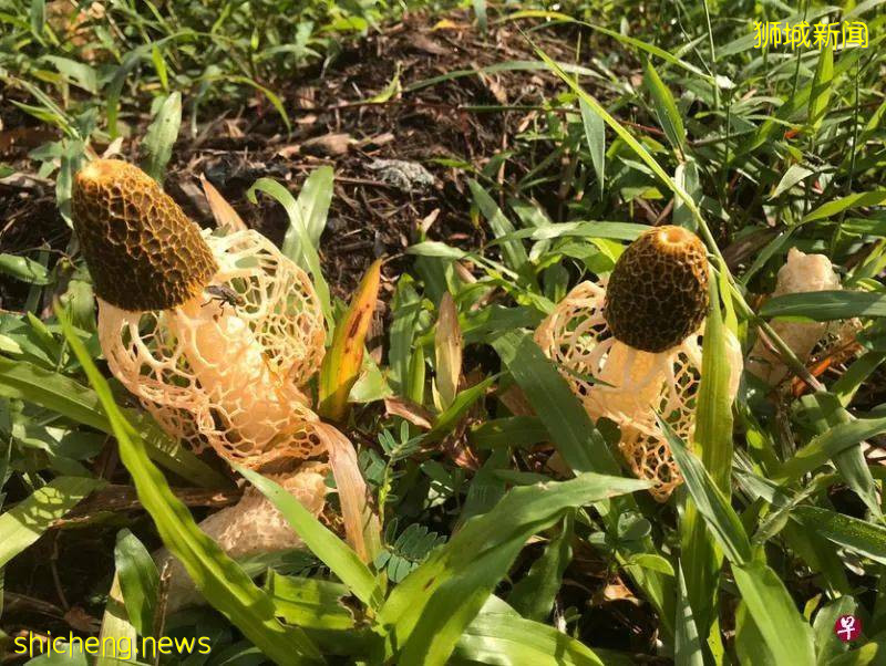 爱丽丝梦境、失乐园、无尾涧——新加坡老组屋区东陵福隐藏了哪些秘境?让老居民带你寻幽探秘