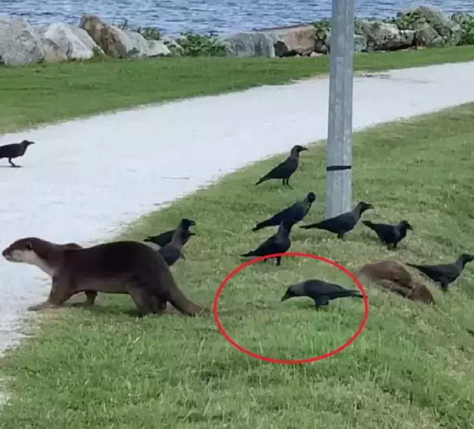 两只水獭岸边歇脚,居然被一群乌鸦赶走