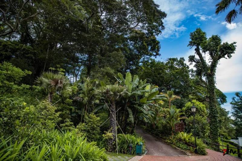 这座网红美照最多的小山,承载着新加坡那段血与火的历史