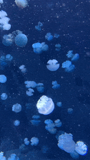 年末假期，教你如何在新加坡找“雪花”、小黄人和圣诞老公公！