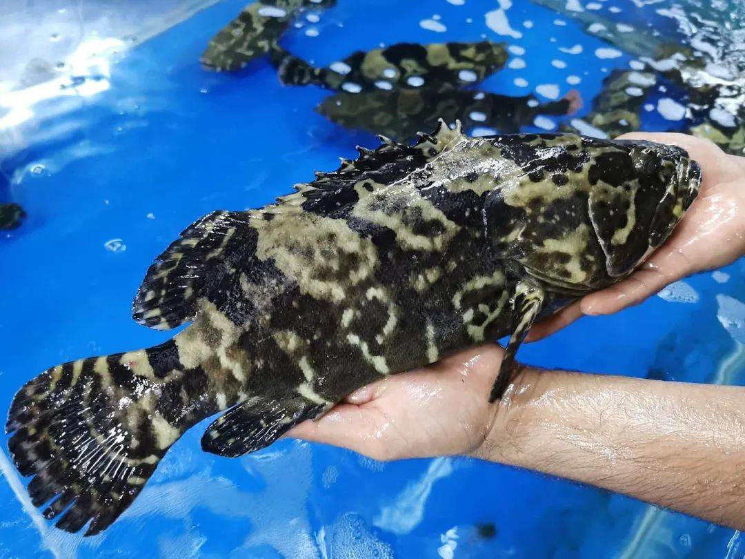 八鲜汇集,鲜闹新春 新加坡精选海鲜大优惠