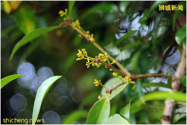 新加坡植物園（上）