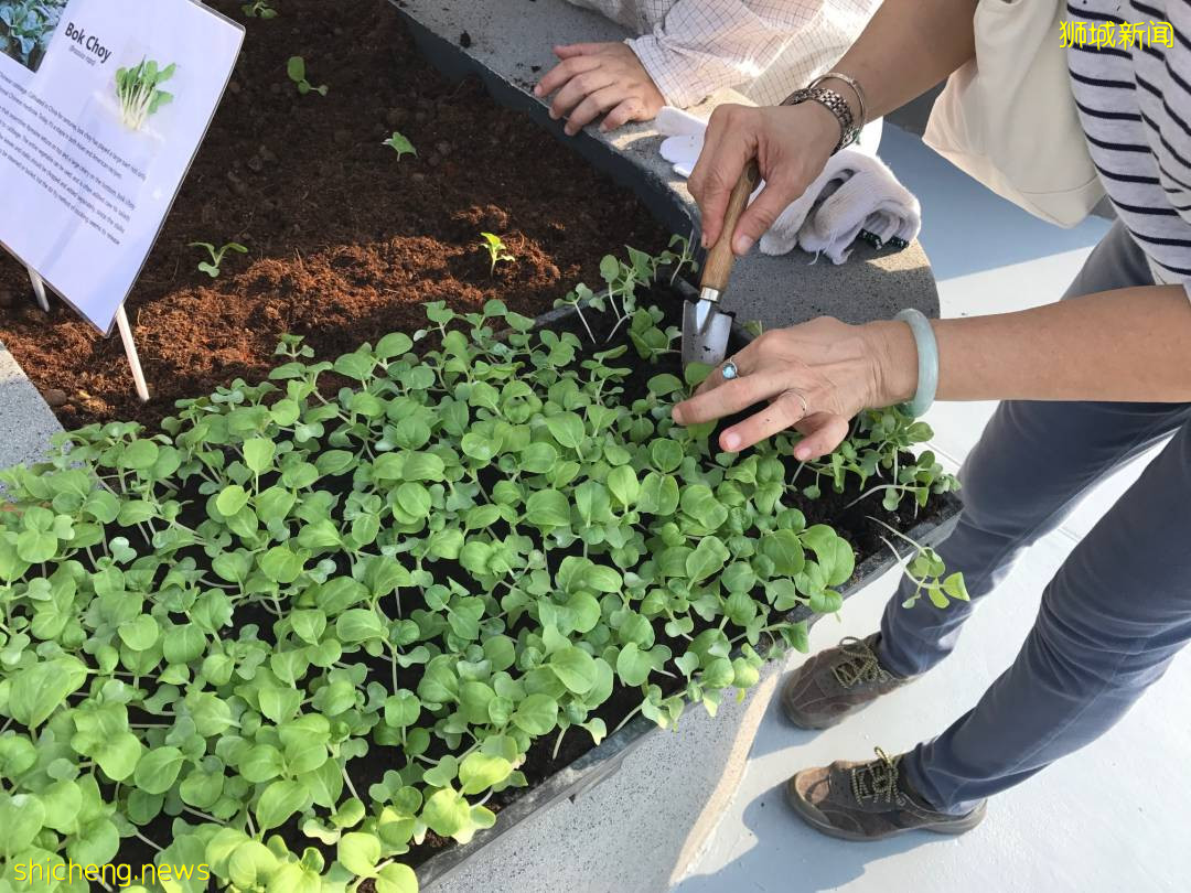 李顯龍總理打Call的超級大商城！開業就5000人擠爆，內附吃喝玩樂攻略