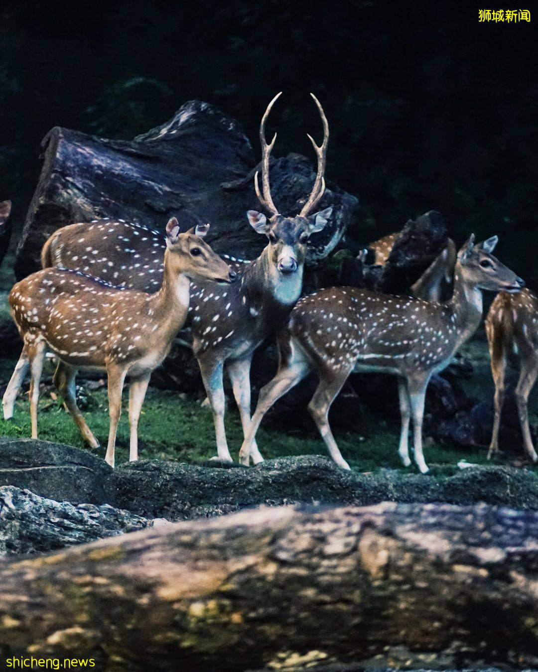 攻略收好、出發開啓親近動物之旅🦩從白天玩到晚上、10大景點近距離接觸小動物