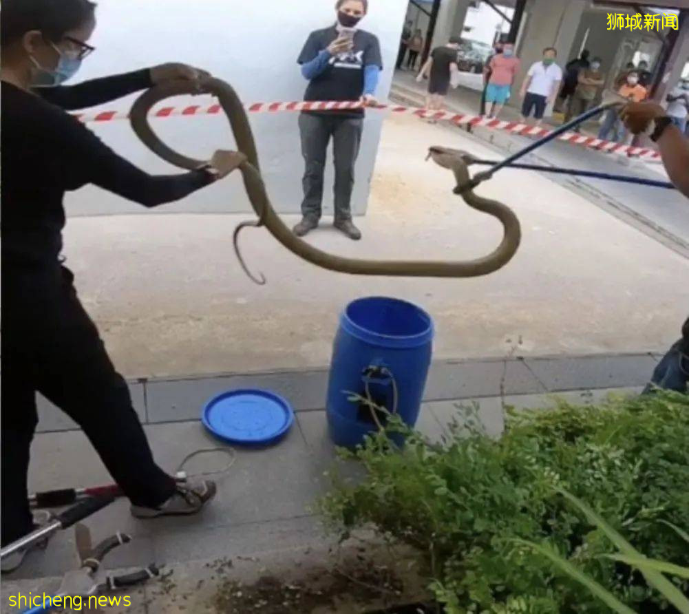 小心！有人在新加坡滨海湾花园徒步，被2米蟒蛇咬伤