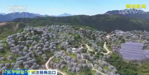 这种国内我们常吃的水果,欧洲10元一颗,狮城客商一口气买两吨