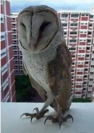 新加坡驚現人臉貓頭鷹！這些恐怖小動物，你碰到過嗎