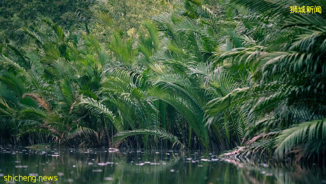 實拍!濱海灣花園新景點+聖淘沙首個“天空喜立”開放