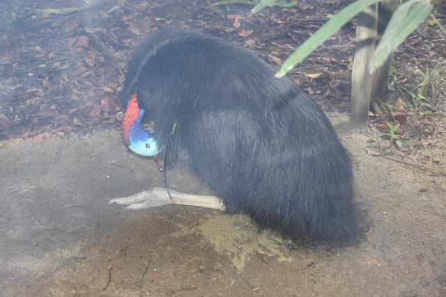 世界十大动物园之一：新加坡动物园，确实不一样