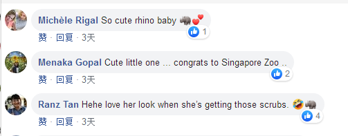萌翻全世界,新加坡动物园迎来“爱刷牙”的白犀牛宝宝
