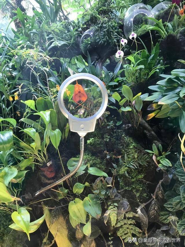 豪哥帶你看世界：新加坡不枉此行的12大看點（下）分三集介紹