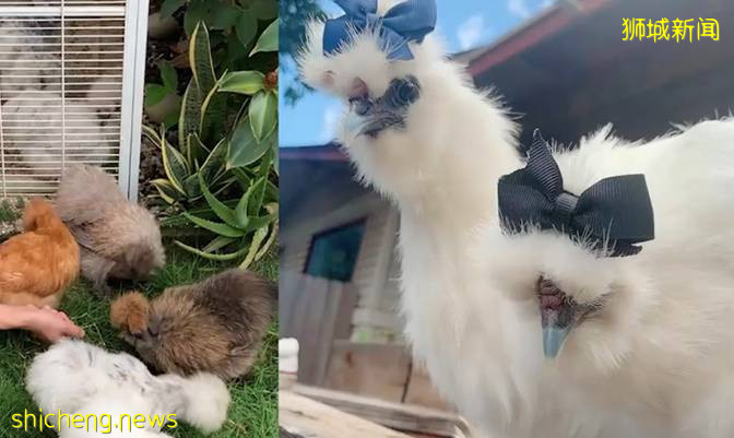 乌鸡成为颇受新加坡人喜爱的宠物,网友:馋哭