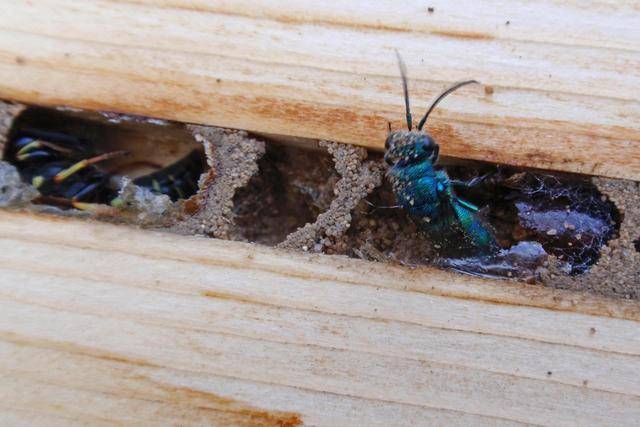 新加坡女子晨跑目擊驚悚場景 蜘蛛慘遭黃蜂截肢 軀幹淪爲幼蜂食物