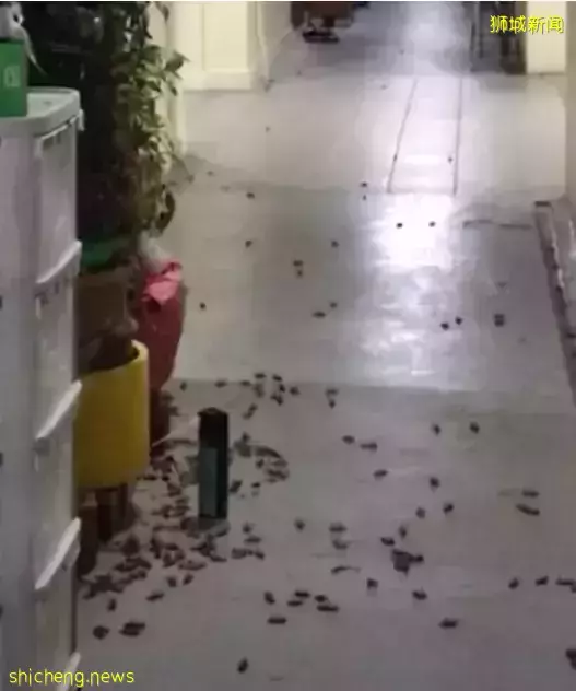 “在新加坡组屋走廊喷了两下杀虫剂,我发现百余只蟑螂尸体!”