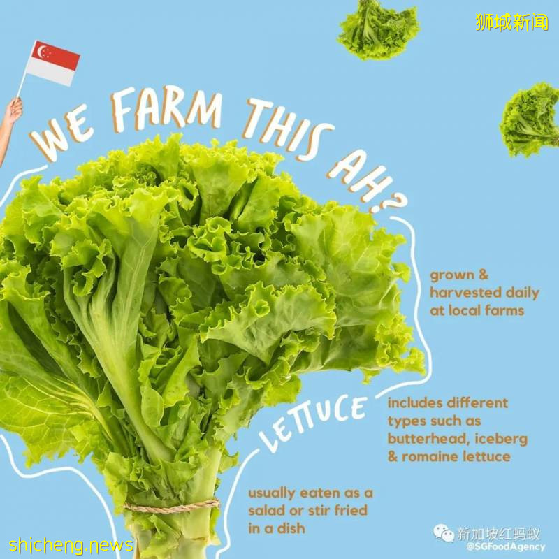 你知道這些蔬果、魚蝦、牛蛙和蛋類都是“新加坡生産”的嗎