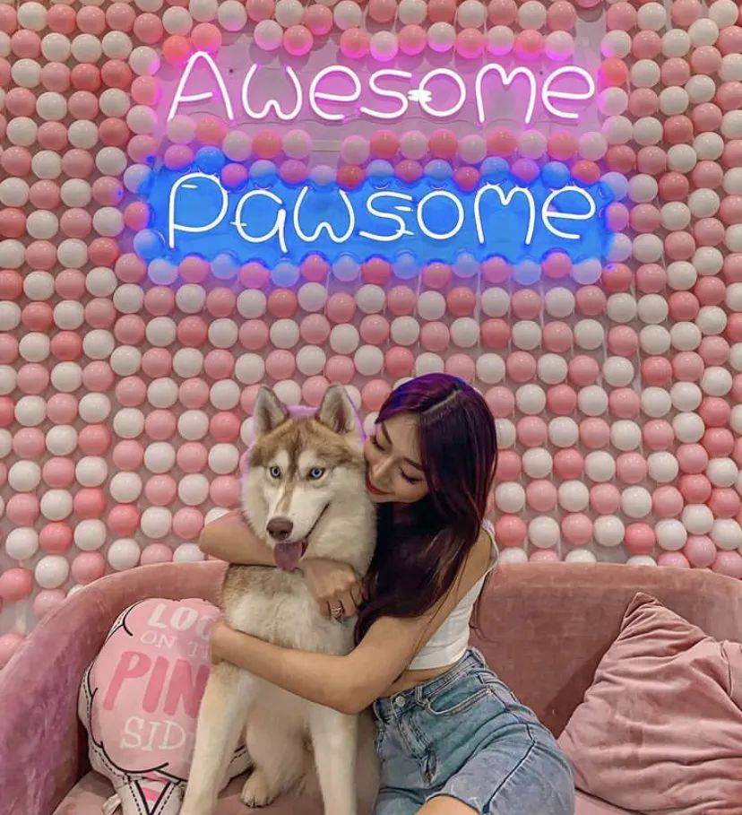 治愈系的它看一眼就愛不釋手！新加坡撸貓撸狗地圖來咯