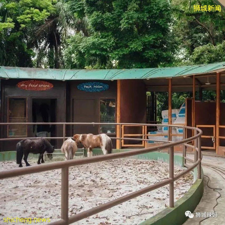 僅2天！新加坡動物園最牛的餵動物之旅，8折！還有幻光雨林和4大園5.5折起，搶啦