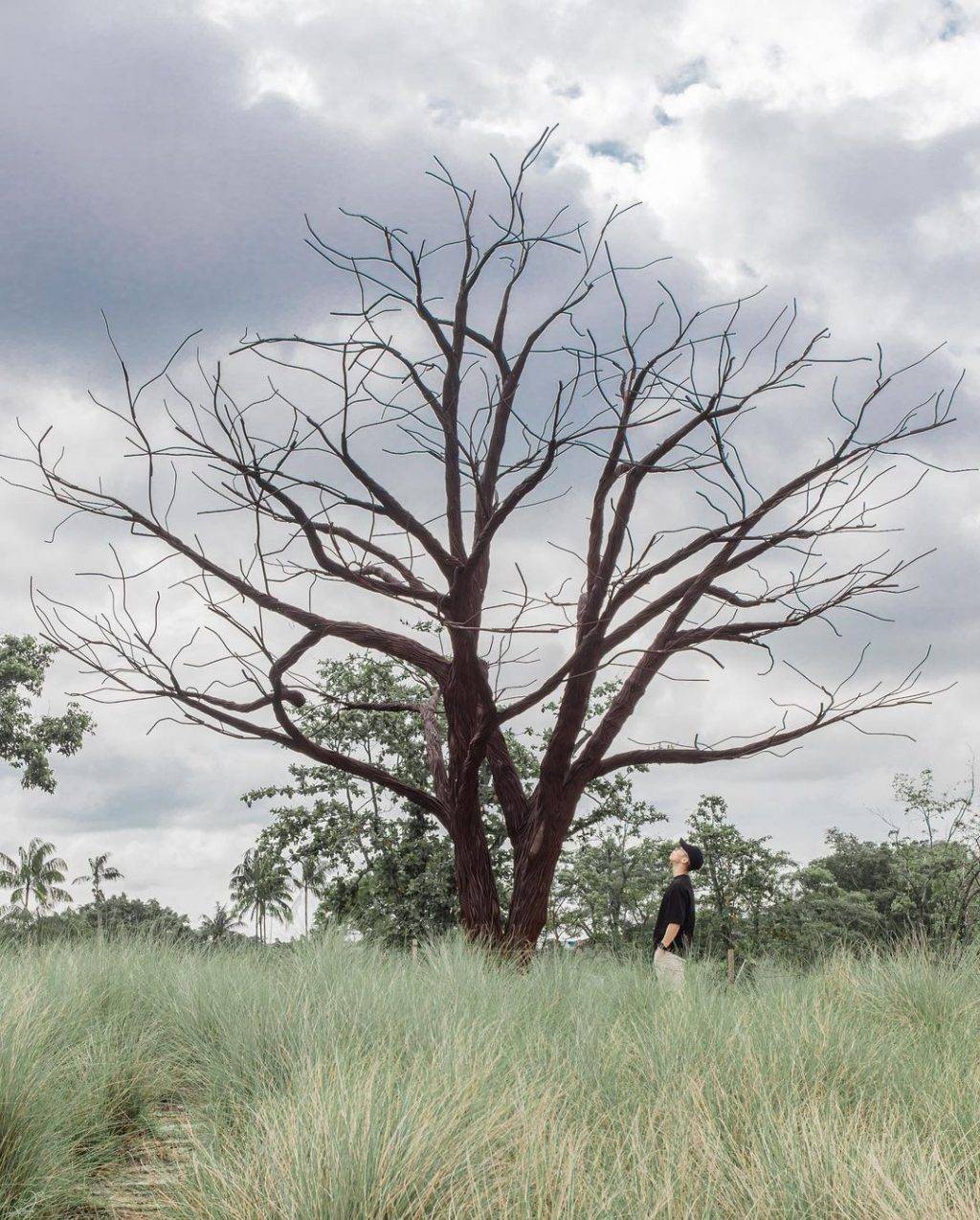 發現這一抹綠💚解鎖新加坡森林系打卡點🌳青翠蔥郁、空靈意境，仙氣爆棚一秒出片⚡