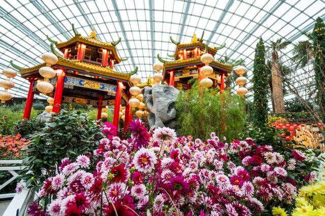 新年花样多 新加坡邀你去赏花