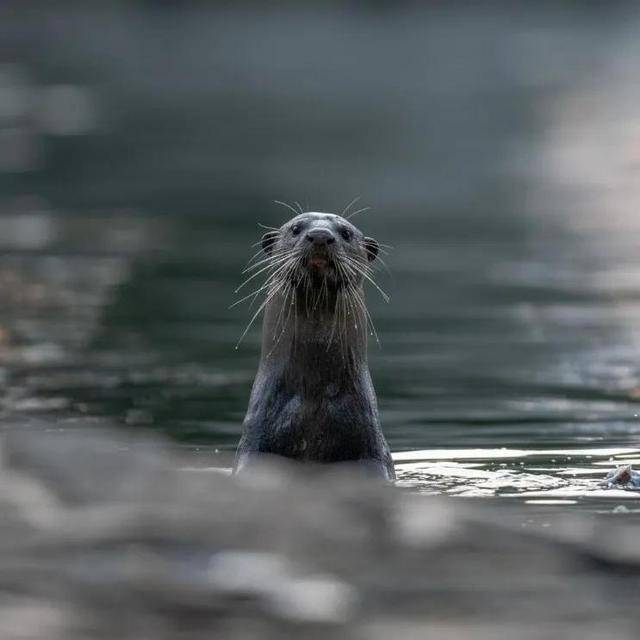 水獭：在新加坡，每天都是城市探险