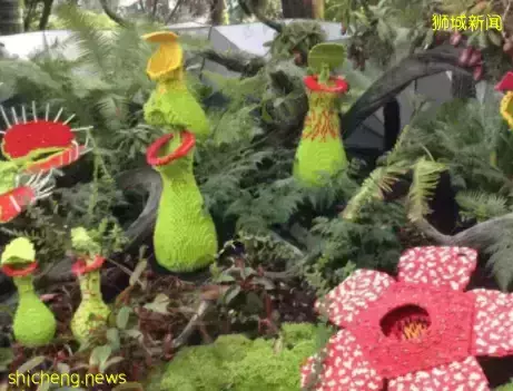 你以为的新加坡真的是你以为吗