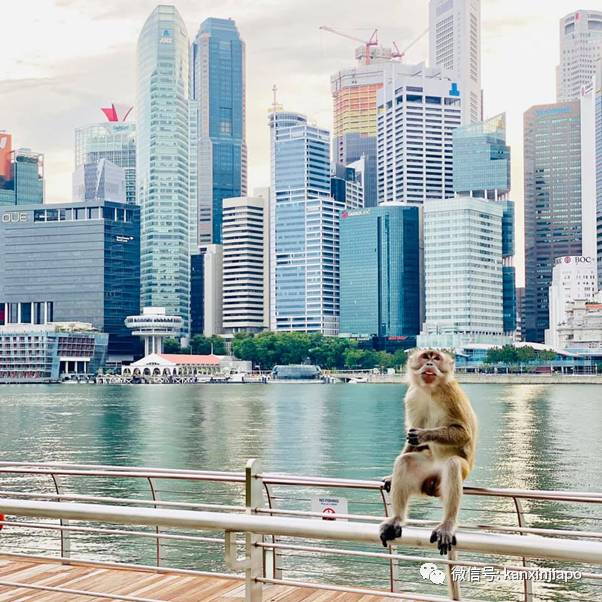“俺老孙”闲逛滨海湾,忧郁坐在河畔,想念自己的花果山