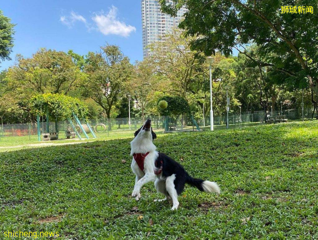 小狗也要出外透透气!精选新加坡8个遛狗公园🐕在Dog Run里快乐奔跑、尽情撒野🐾