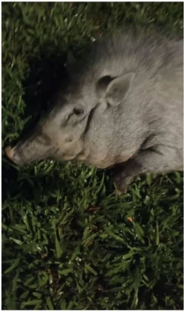 太魔性！新加坡大神居然把野猪当宠物？还公主拍哄其睡觉