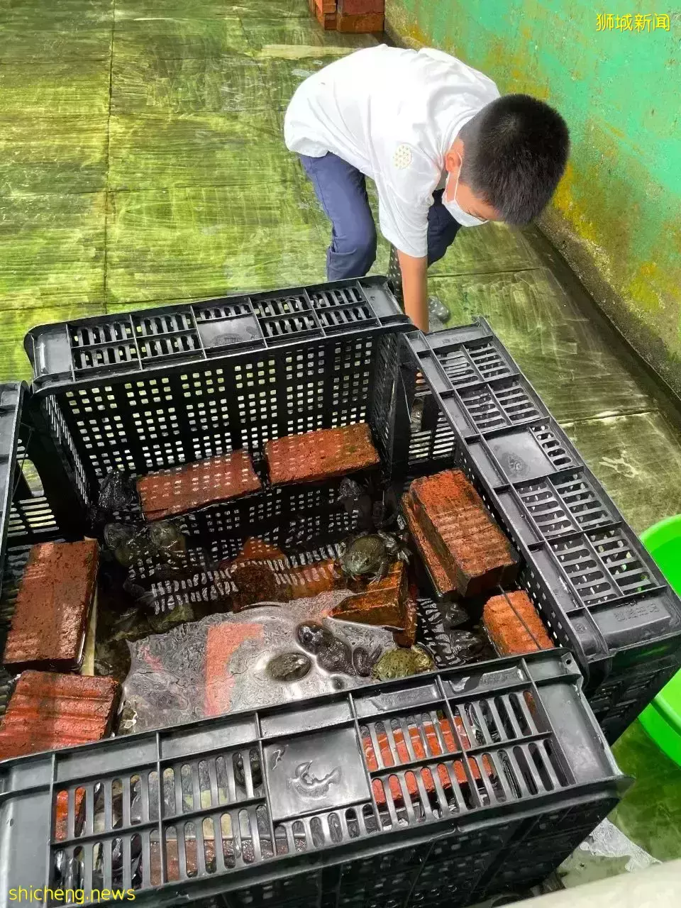 下水抓蛙、摘菜摸鱼、开土摩托……我带娃体验了一把新加坡的农家乐