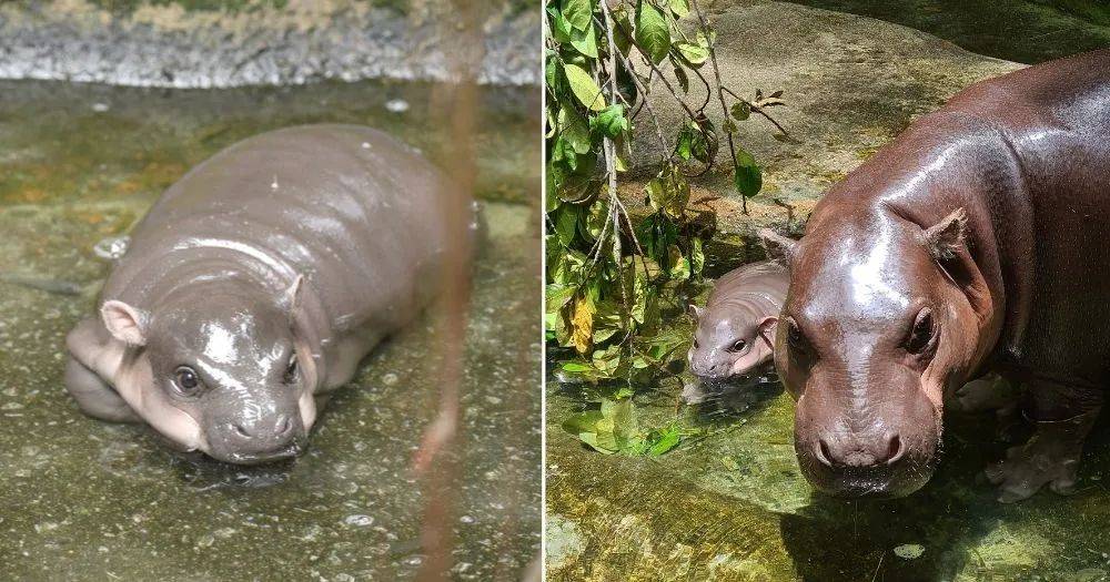 萌翻了~新加坡動物園迎來新生寶寶！長得像佩奇，珍貴賽熊貓