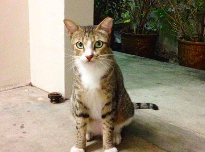 小坡島留學 NUS 校園撸貓攻略