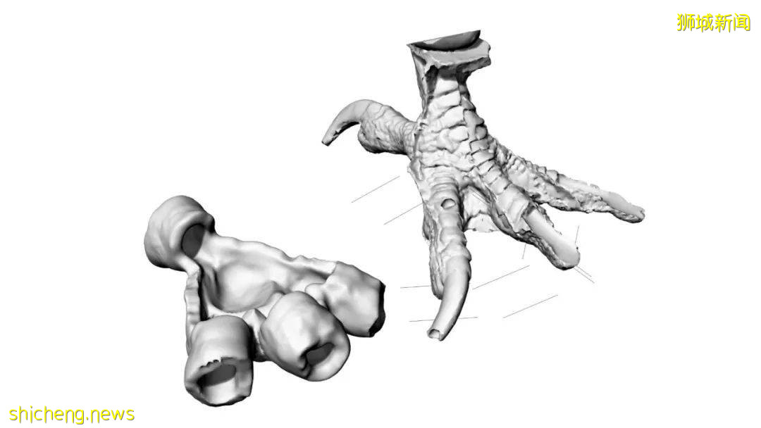 NUS研发3D打印鞋治疗鸟类足部疾病