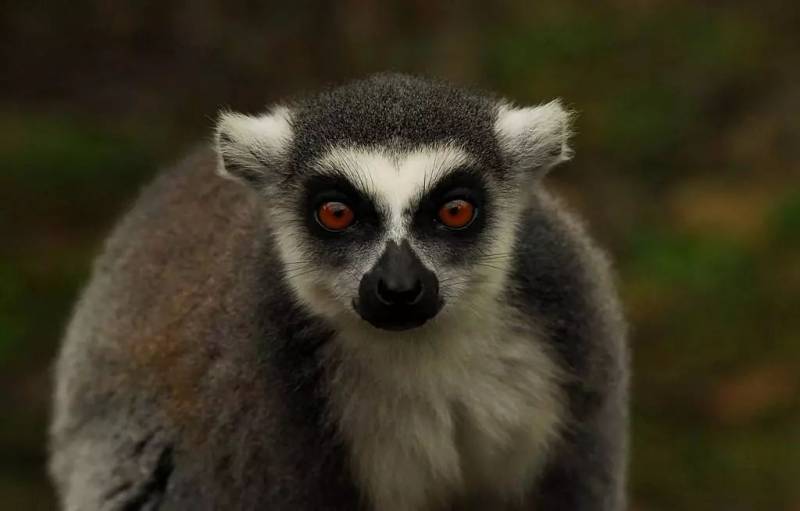 人传人感染持续恶化，新加坡应再深度排查新冠肺炎