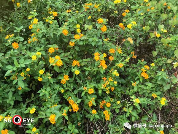 昨天小長假人山人海，武吉知馬老鐵路成新景點！前生今世大揭秘