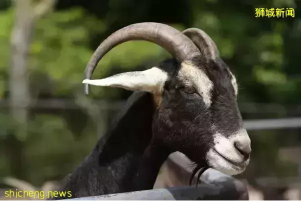 犀牛、大象、长颈鹿……在新加坡动物园都可以0距离接触啦