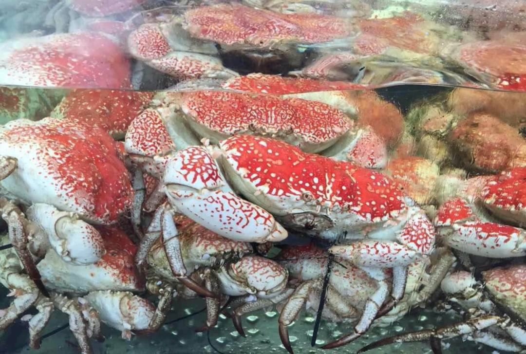 新加坡国宴御厨推出米其林级别年夜饭,价格$29.8起限量预订