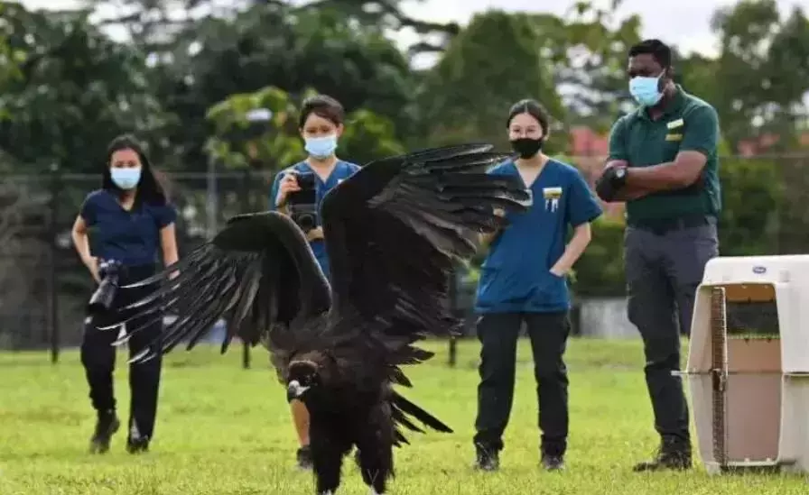 落难大雕在新加坡好吃好喝好招待,结果“出门”飞不动啦